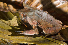 Zipfelfrosch  - Zum Vergroessern klicken!